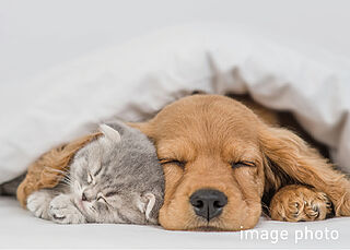ウィザースレジデンス秋田ザ・タワー ペット飼育可