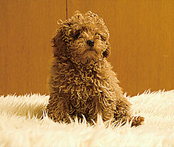 リビオ川崎大師ステーションサイト 設備