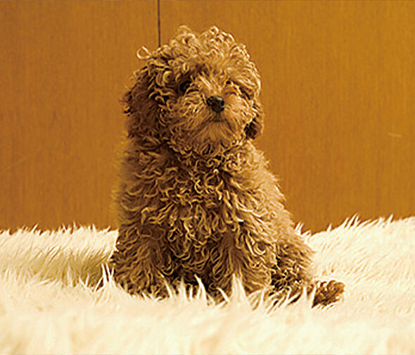 リビオ川崎大師ステーションサイト 設備