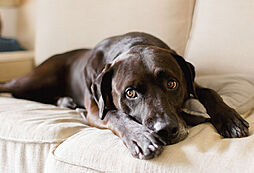 リビオ篠崎 設備