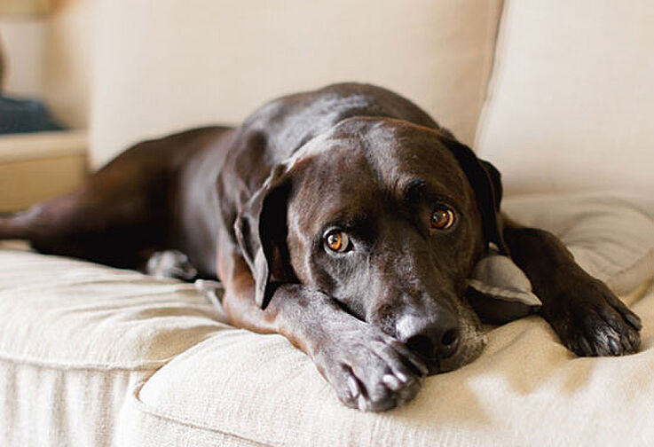 リビオ篠崎 設備