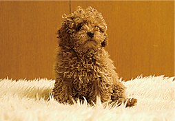 ルネ柏ザ・レジデンス 設備