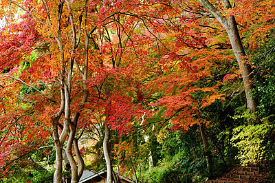 五月山公園 約1,000m(徒歩13分)