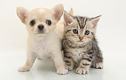 エクセレントシティ清瀬ザ・グレイス 設備