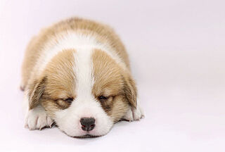 ガーラ・レジデンス稲城矢野口駅前 ペット飼育可