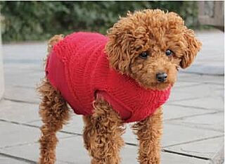 グランドパレス佐賀城内 ペット飼育可