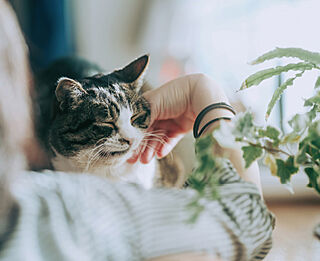 プレシス西八王子リバーサイド ペット可