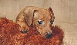 クレヴィア和光 設備