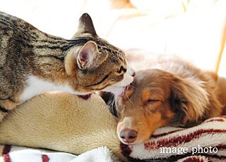 オープンレジデンシア名古屋グランデ ペット飼育可能