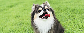 ブランシエラ国分中央 ペット飼育可※1