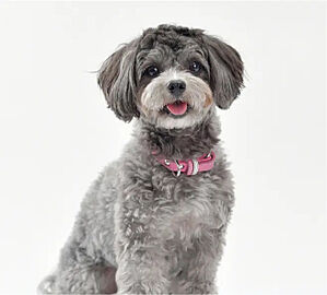 ヴィンテージ灘 ペット飼育可能