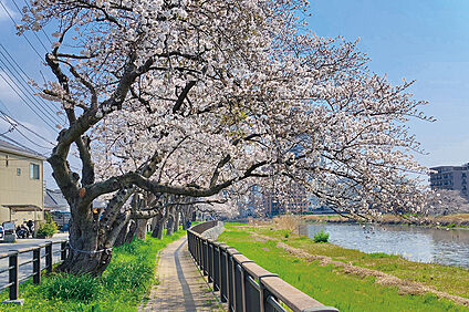 古利根川沿いの桜（現地より徒歩2分） 約160m