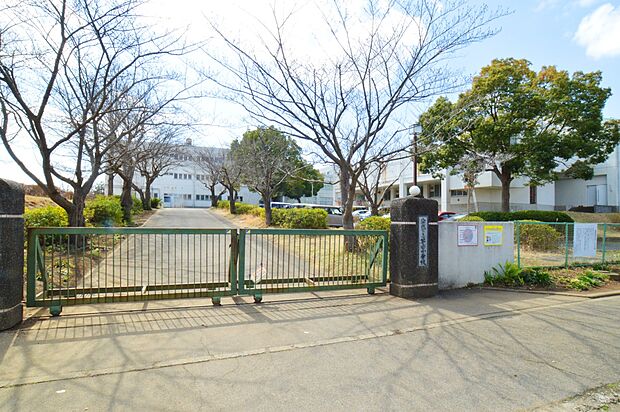 八千代市萱田小学校（約1m）