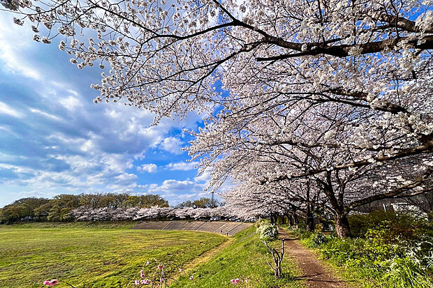 黒須さくら広場