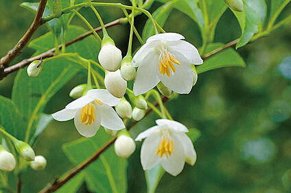 【シンボルツリー】