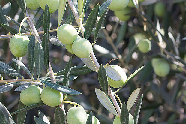 【【シンボルツリー】】シンボルツリーには、春に小さな花を咲かせ、秋に実をつけるオリーブを採用。常緑樹なのでお手入れがラクなことも魅力です。※画像はイメージです。