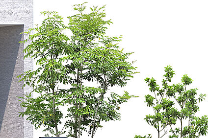 【住まいのアクセントとなる緑豊かな植栽】