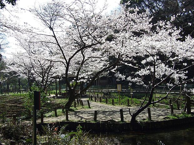 藤崎森林公園（約290m）