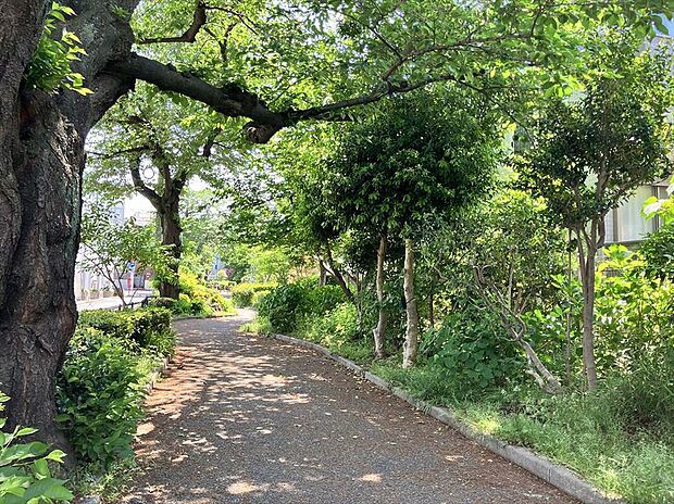 【【現地写真】】「井草川遊歩道」沿いの緑豊かな住環境です。春には満開の桜を楽しめます。区立三谷公園から区立妙正寺公園まで繋がっており、ご家族で気軽に出かけられます。