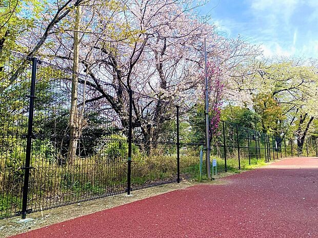 【遊歩道】フラットに舗装された遊歩道は、きれいでお散歩やジョギングも気持ちよさそう。池沿いには桜の木が植わってきれいです。