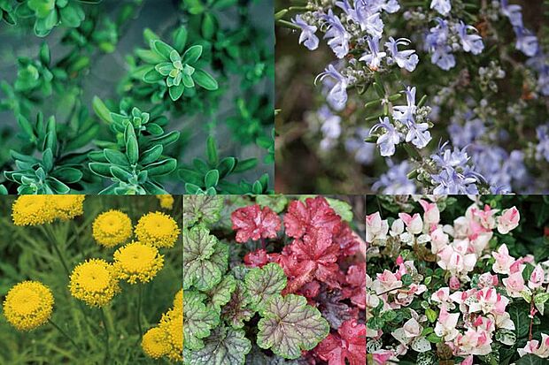 【【香りを楽しむハーブや足元を彩る下草・草花】】スパイシーな爽やかさが香るタイムや甘く爽やかな芳香のローズマリーなど香り豊かなハーブに、ポンポンのような花が可愛らしいサントリナや季節ごとに色を変えるヒューケラなどの草花を配植。