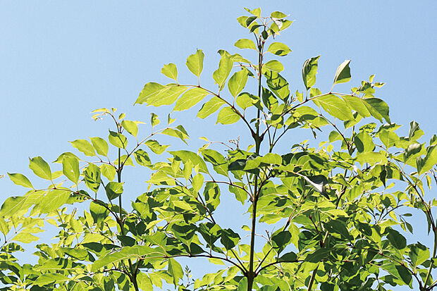 【【シンボルツリー】】住まいに潤いとやすらぎをもたらしてくれる多種多様な植栽を各邸に計画しています。