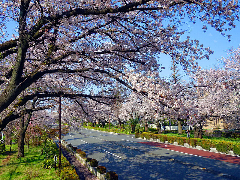 大学通りの桜並木が春を待ち遠しく感じさせます。