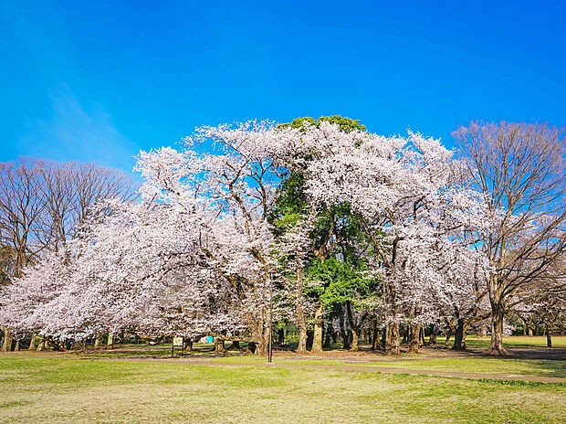 砧公園（約2,900m）
