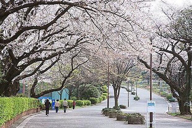 三ツ沢公園(徒歩13分)