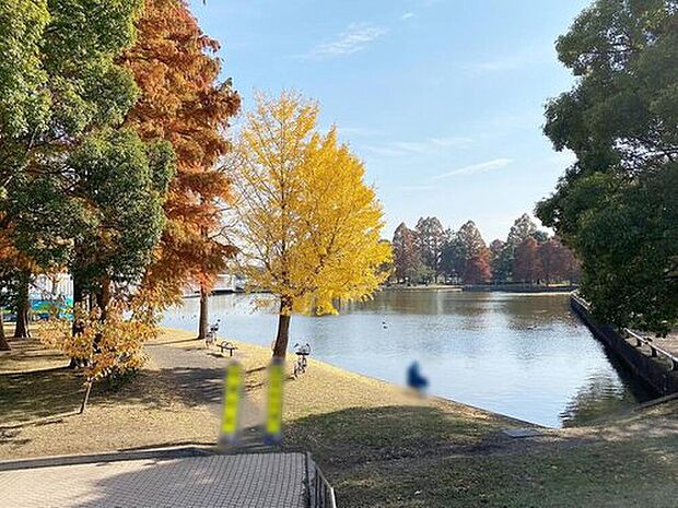 水元公園(約700m)