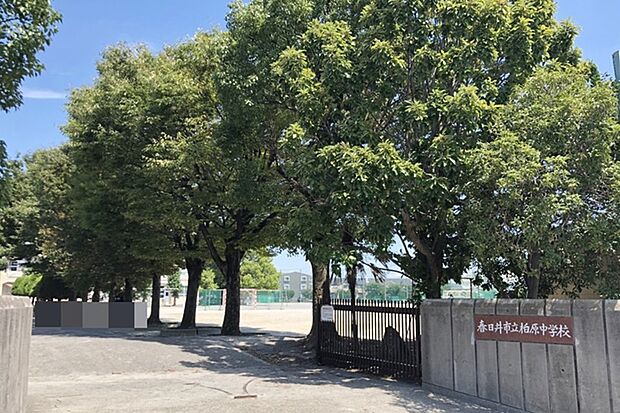 柏原中学校(約650m)