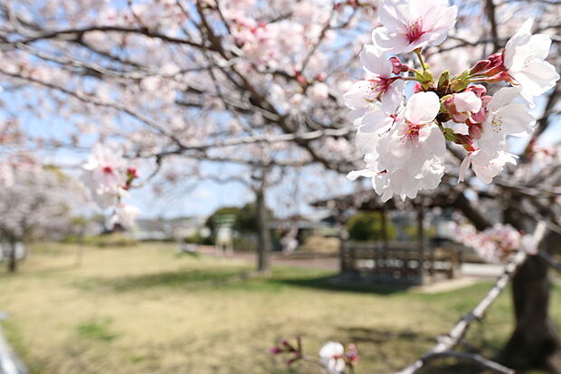 すずみまつ公園（約900m）