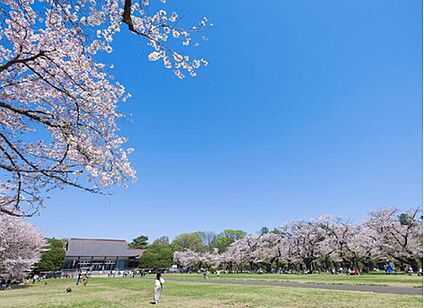 小金井公園 1510m～1554m(徒歩19分～20分)
