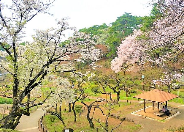 大倉山公園まで約700ｍ　閑静な住宅街の中にあり梅の名所として有名な公園。春には46種類約220本の梅が咲き誇ります。毎年2月には「大倉山観梅会」が行われます。ドラマのロケ地になることも。