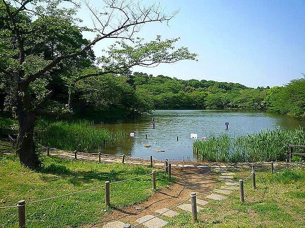 三ツ池公園まで900m。春には1600本の桜が咲く名所です。テニスコート、プール、ロング滑り台等があり、休日はのんびりピクニックもいいですね。