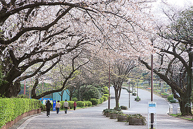 三ツ沢公園まで850ｍ。国体やオリンピックにも使われた歴史ある運動公園。Ｊリーグなども行われる。桜の名所としても有名です。
