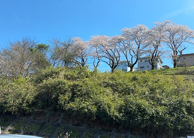 桜や紅葉の名所に出かける人は多いと思いますが、家にいながら季節の移ろいを感じる生活を送りませんか?リビングや窓から見える景色が生活を彩るワンポイントに!現地から見える景色を堪能してみては如何でしょう。