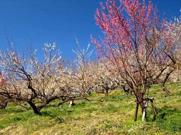 本沢梅園(約2,892m)