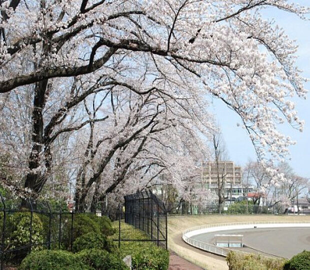 富士森公園（約318m）