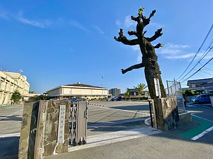 福津市立福間小学校 60m