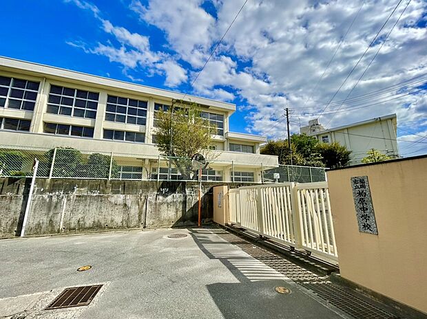 福岡市立柏原中学 校 （約800m）