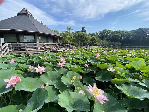 千葉公園(約400m)