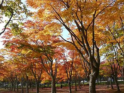どんぐり林公園 160ｍ