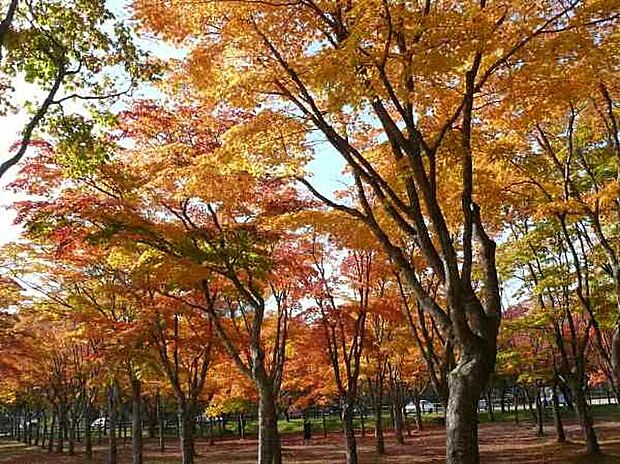 どんぐり林公園(約160m)