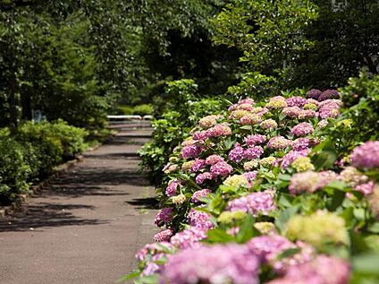 蛇崩川緑道 940m