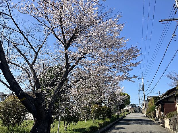 公園は春には桜が咲き、四季を楽しむことができます。