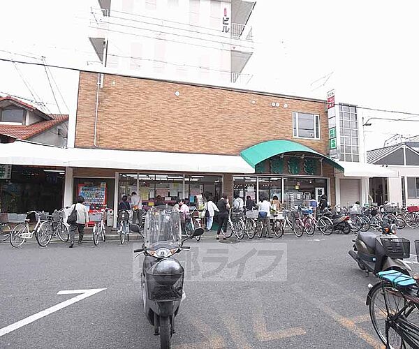 画像21:新鮮市場丸の内まで75m 淀駅近くの地元スーパー。近くには京都競馬場がございます。