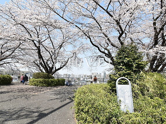 いろは坂桜公園...