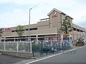 マツモト　上桂店まで100メートル
