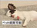 ○ペット飼育可...